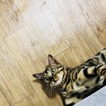 [고양이] 나는 <b>로저</b>, 직업은 고양이10