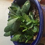 [꼭댓글부탁] 이 <b>식물</b> 이름 아시는 분 있나요ㅠ 급해요