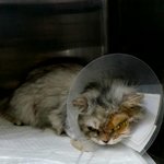 [해피빈 콩모금] 녹내장과 턱밑 <b>종양</b>으로 힘들어하는 아이들을 도와주세요...