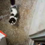 [고양이] 고양이 세마리가 <b>츄</b>르를 먹으면 생기는일.