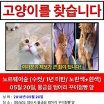 방탈죄송) 경남 <b>양산</b> -고양이를 잃어버렸습니다 ㅠㅠ