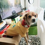 믹스견아롱이