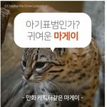 [명랑엽떡] <b>멸종</b>위기동물 마게이