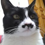 [고양이] 매력냥 흥국이 보세용