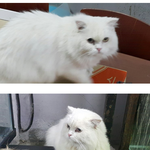 [꼭읽어줘요] 스코티쉬<b>폴드</b> 냥이 분양해요ㅜㅜ