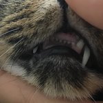 우리집 고양이 <b>앞니</b> 봐