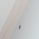 이거 <b>바퀴</b>벟헤임?