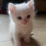 [고양이] 길냥이 새끼 분양 받았어요