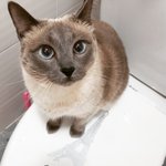 블루포인트 샴냥이 <b>먼지</b>예요