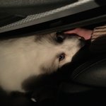 [강아지] <그레이트피레니즈> <b>심바</b>의 성장일기 -4