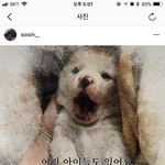 [댓글부탁해] 얘들아 이거 <b>청원</b>좀 해줘제발 부탁이야