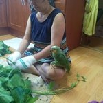 [꼭봐주세요] <b>충북</b>괴산읍능촌2리주변에서 앵무새를 잃어버렸습니다