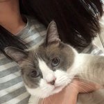 [고양이] <b>빵떡</b>냥 크리미를 소개합니당