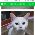 (<b>사진</b>추가)<b>손</b>달라고 하면 <b>손</b> 주는 우리 고양이