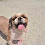 <b>정민</b>/시츄/남아(중성화완료)/3살/5kg   동그랗고 복스러운 얼굴에...