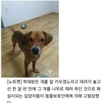 [명랑엽떡] 학대당한 강아지 잘 키운다<b>더니</b>
