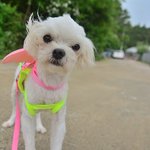 봄이/말티즈/남아(중성화완료)/2-3살<b>추정</b>/2.5kg    *봄이는...