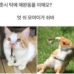 [댓글부탁해] 반바지에 <b>남방</b>입을려는데