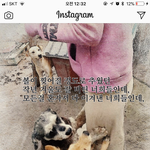 [청원부탁해] 유기<b>견들</b>을 살려줘 톡선가게 도와줘
