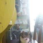 의자에 <b>고양</b>님이 앉으셨어 공부는 무리겠지?