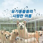 유기동물들에게도 <b>더위</b>를 피할 힘을 주세요