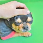 콩이/치와와/<b>여아</b>/3.5kg/4살   *사랑받고 싶은 아이입니다...