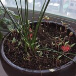 [댓글부탁해] 우리엄마 잡초키<b>우심</b>ㅋㅋ