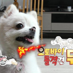 [댓글부탁해] 이 강아지 무슨 <b>종류</b>인지 아는사람 ㅠㅠ