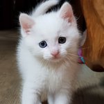 [고양이] <b>두부</b> 근황이요~