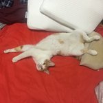 [댓글부탁해] 고양이 이름 지어주라!!