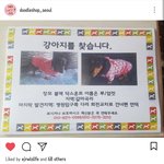 [꼭봐주세요] 루가 <b>실종</b>되었어요 도와주세요..