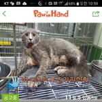 늦었으면 죽었을 아이, <b>양주</b>에서 서울까지 날라와서 현재 수술중이에요