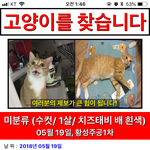 고양이를 잃어버렸습니다. 도와주세요
