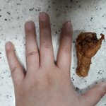 <b>교촌</b>닭크기 병아리인가요ㅠ