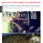 저희 집 고양이가 실종된지 한달째 입니다. 도와주세요