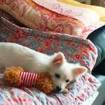 [EXO] 뜬금없는데 우리 댕댕이 ㅈㄴ컸음