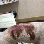 [방탈죄송] 저희 강아지가 말그대로 개패듯이 맞았습니다 도와주세요