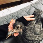 [무무닭] 부화편 - 집에서 부화시킨 병아리 성장일기