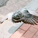 [댓글부탁해] 180528 비둘기 퇴근길 <b>직찍</b>