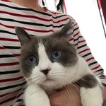 [고양이] 빵떡냥 크리미를 소개합니당2