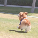 이렇게 예쁜 <b>코기</b>를 본 적 있는가