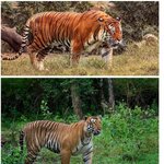 [명랑엽떡] 호랑이의 <b>앞발</b>