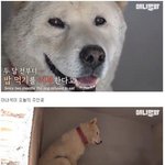 [<b>명랑</b>엽떡] 밥을 거부하는 개