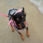 <b>리본</b>/미니핀/남아(중성화완료)/6개월추정/3kg  끔찍한 강아지공장에서...