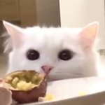 애들아 혼혈도 <b>인종</b>차별심해?
