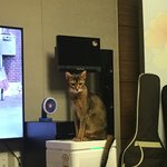 [고양이] 초코<b>쿠키</b>네 7