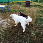 [강아지] <그레이트피레니즈> <b>심바</b>의 성장일기 -5