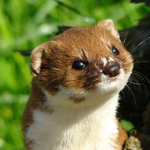 [방탄소년단] <b>내남동생</b>이 슈가보구 뭐 닮았다구했께?