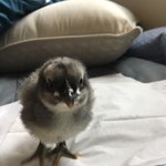 [무무닭] 육추편 - 집에서 부화시킨 병아리 성장일기