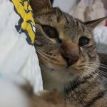 냥<b>군들</b>의 셀카
